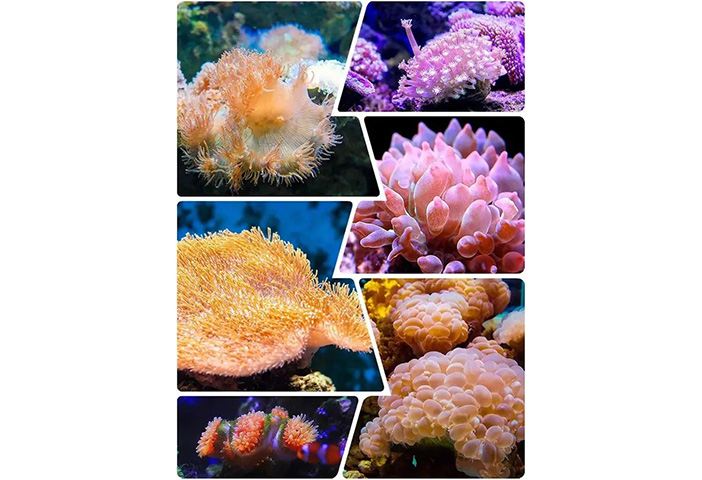 活體珊瑚進口