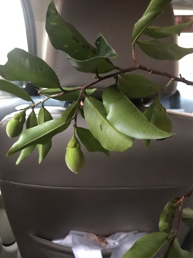 聽說春季發(fā)芽長(zhǎng)成小樹苗