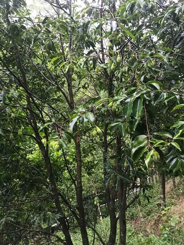 整個(gè)山脈全是沉香樹